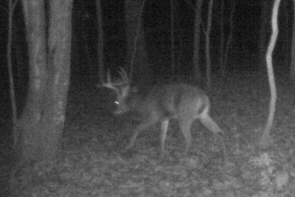 kentucky deer