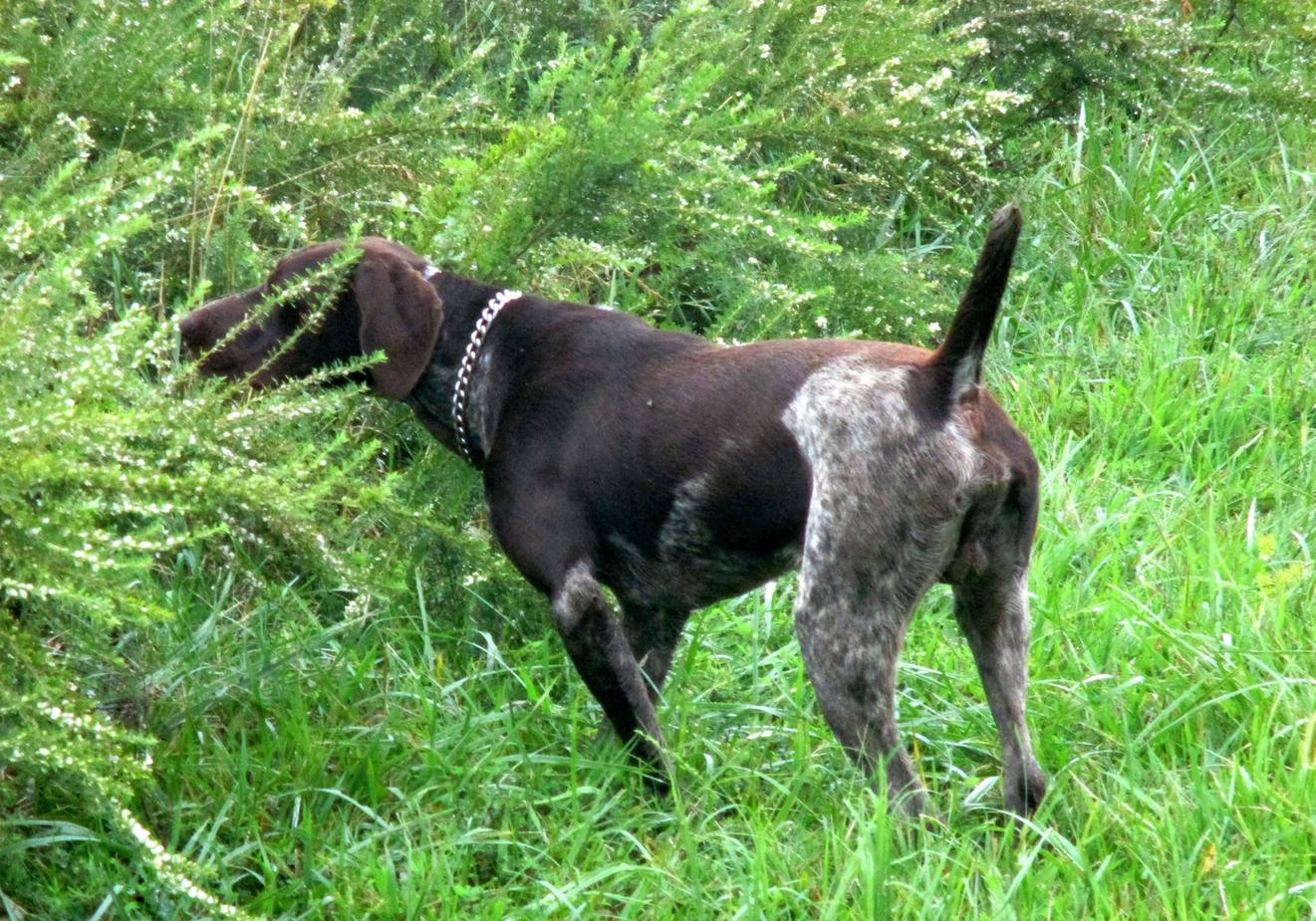 German shorthaired best sale pointer stud services