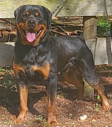 WESTERN FAMILY RANCH GOATS & AKC ROTTWEILERS FOR SALE Middle TN ...