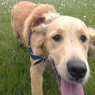 Golden Retriever Puppy Barks In The Parks Dog walker