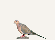 Hunting Dove Mississippi