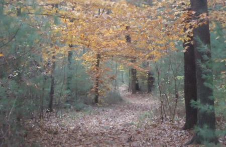 leaf strewn path in the woods.