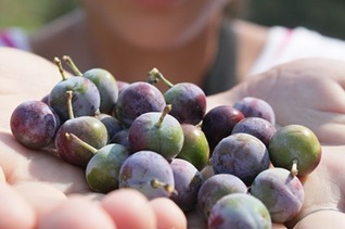 Phytonutrients in Blueberries