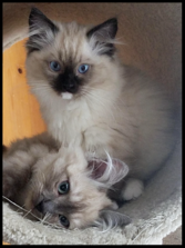 Clever Cats Livonia Jimbo & Hazel ragdolls