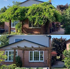 wisteria removal, St. Catherines