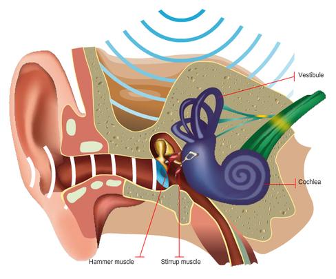 Tomatis, Listening Program, Sound therapy, Ear exercises, Brain training, Gold Coast, bone conduction, air conduction, sound stimulation