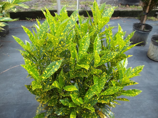 Croton Gold Dust in the Gardens Pavilion, Walkways & Garden Areas