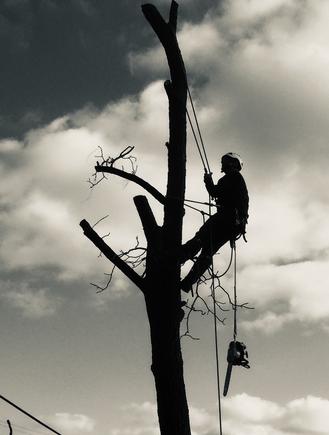Stoney Creek Tree Service, Residential Tree, b&w tree climber, Locust tree removal