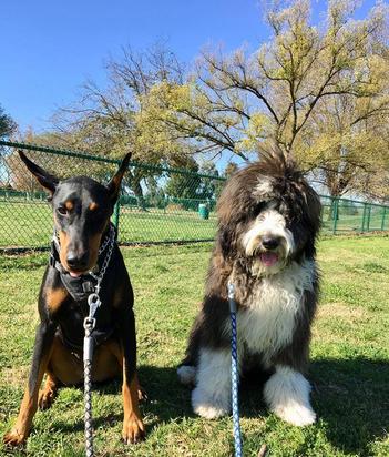 bernedoodle and doberman