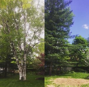 b&a Large Birch Tree Removal, Burlington Tree Services, Incl Stump Grinding