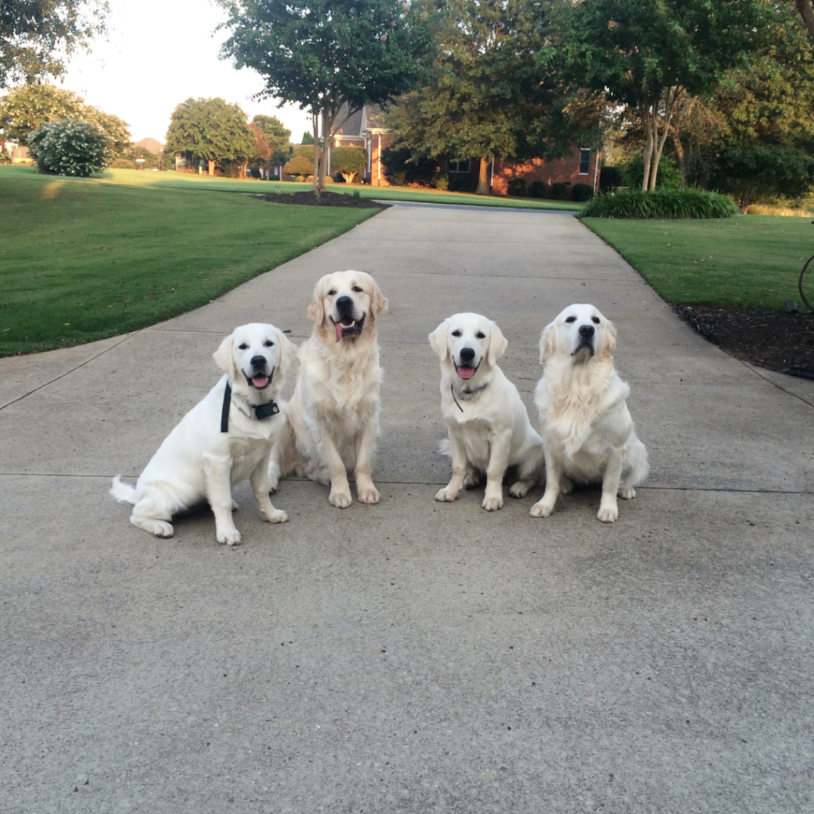 Upcountry Goldens English Cream Golden Retrievers