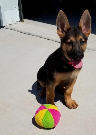 Desert Mountain German Shepherds In Phoenix Az