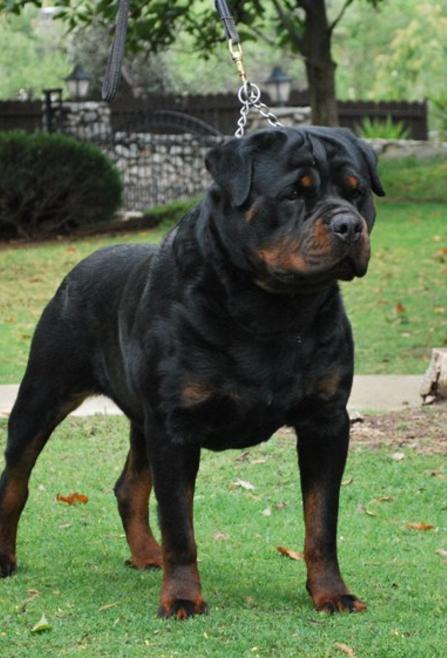 German rotts best sale for sale