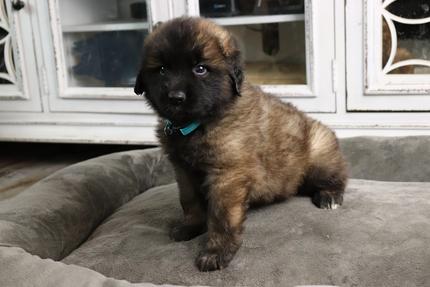 Oak Ridge Leonbergers Leonberger Puppies For Sale