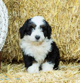 Tiny bernedoodle