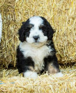 F1B Mini Bernedoodle Puppy