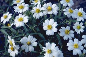 Melampodium leucanthum ​