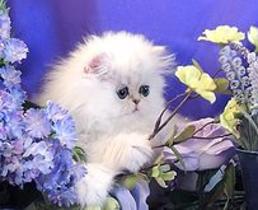 teacup persian