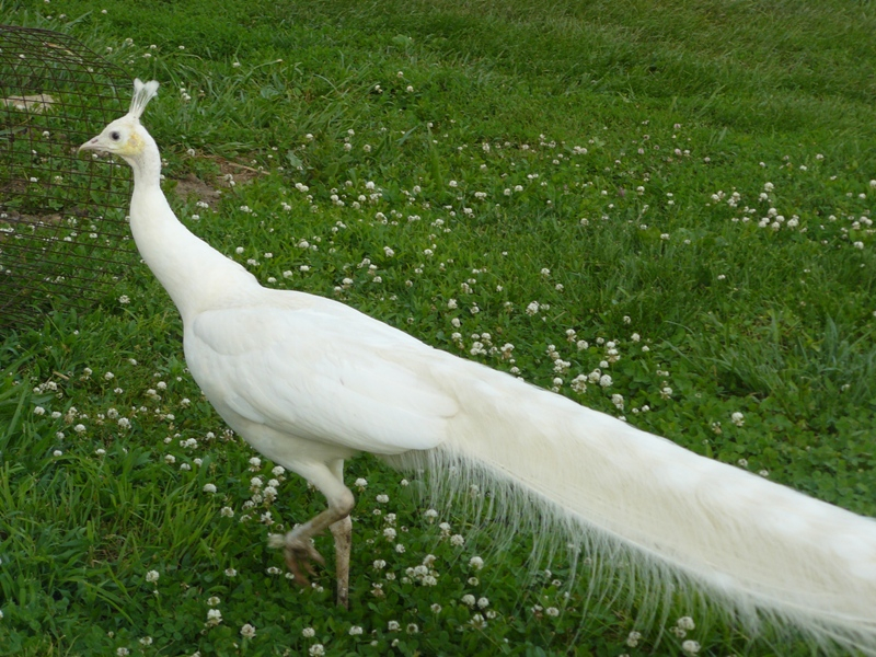Leggs Peafowl Farm - Peacocks For Sale, Peafowl For Sale, Poultry For Sale