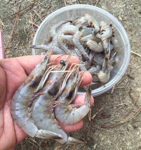3 sizes of shrimp in a hand with bucket full of shrimp in background