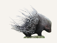 Hunting Porcupine Tanzania