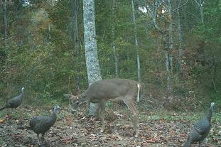 turkey hunting