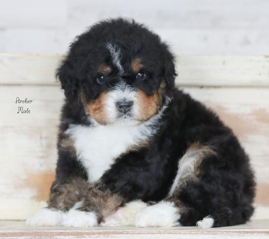 Trained bernedoodle hot sale