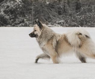 Edelweiss Eurasiers, Eurasier, Eurasier Breeed, Eurasier Puppy, Eurasier Puppies, Eurasier pup, Pacific Coast Kennel, Eurasier dog, Pet, dog, puppy, pup, Eurasier Breeder, Eurasier pups available, Eurasier dog