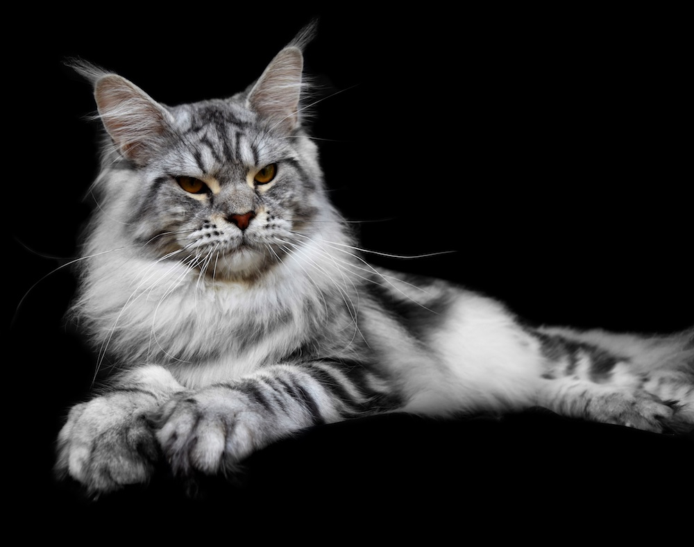 Giant Maine Coon Cats for Sale, Black Smoke Silver