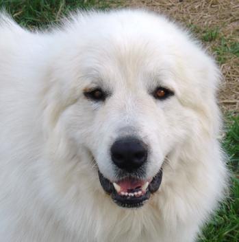 Great Pyrenees puppies ~ Wells' Providence AKC Registered Livestock Guardian Dogs and puppies