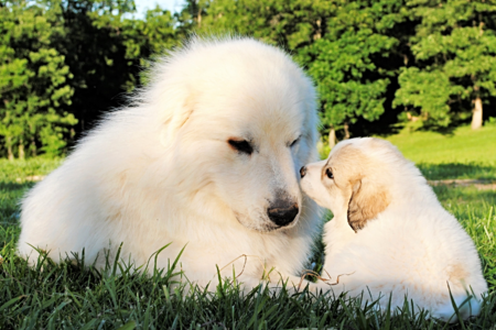 Great Pyrenees puppies ~ Wells' Providence AKC Registered Livestock Guardian Dogs and puppies