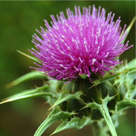 A little help from Milk Thistle