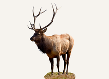 Hunting Elk South Dakota