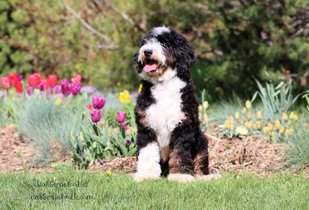 Teddy bear 2024 bernedoodle size