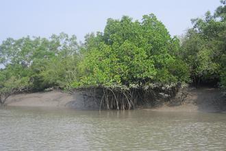 Bhitarkanika