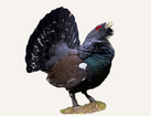 Hunting Capercaillie Bulgaria