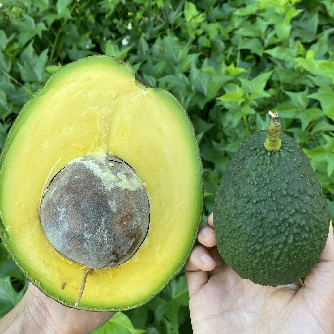 2 seeds ‘Marcus Pumpkin’ has very high cold tolerance avocado 