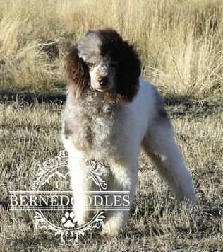 Chuck Moyen Poodle Utah Bernedoodles