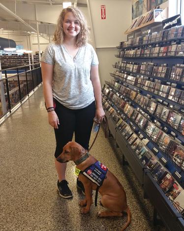 Rhodesian Ridgeback Puppy - Zola