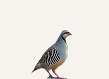 Hunting Chukar New Jersey