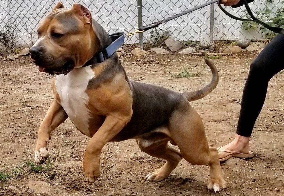 tri blue pitbull