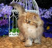 Teacup Persian Kittens For Sale In Texas Cfa Pet Silver