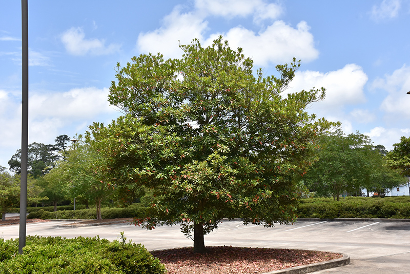 Japanese blueberry tree poisonous to sale dogs