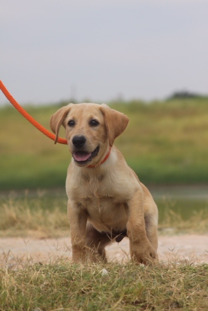 Trained labrador best sale gundogs for sale