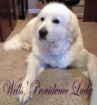 Great Pyrenees puppies ~ Wells' Providence AKC Registered Livestock Guardian Dogs and puppies