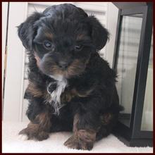 Rolling Meadows Puppies - Shichon Poo Puppies for Sale