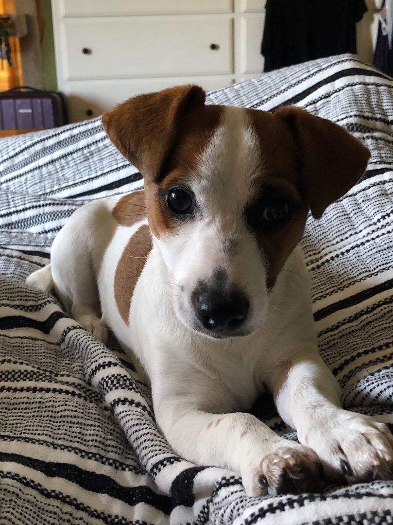 English shorty best sale jack russell