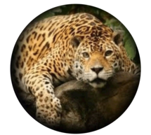 Logo Jaguar Vacances au Costa Rica
