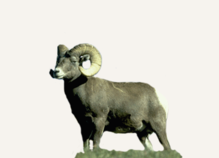 Hunting Big Horn Sheep Nevada