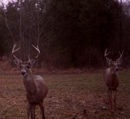 kentucky bucks